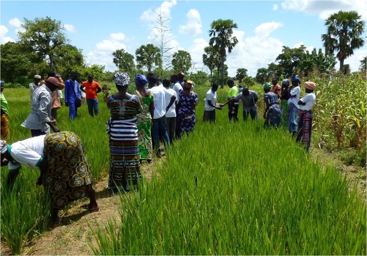 Agronomes inspectant une rizière luxuriante